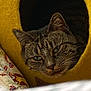 Honey Fluffy Bottom is registered to the contest to win money with this photo: cat, tabby, animal, pet, feline, face, ears, whiskers, yellow_cat_cave, bed, blanket, soft, indoor, resting, cozy, cute, closeup, fur, sleepy, relaxed