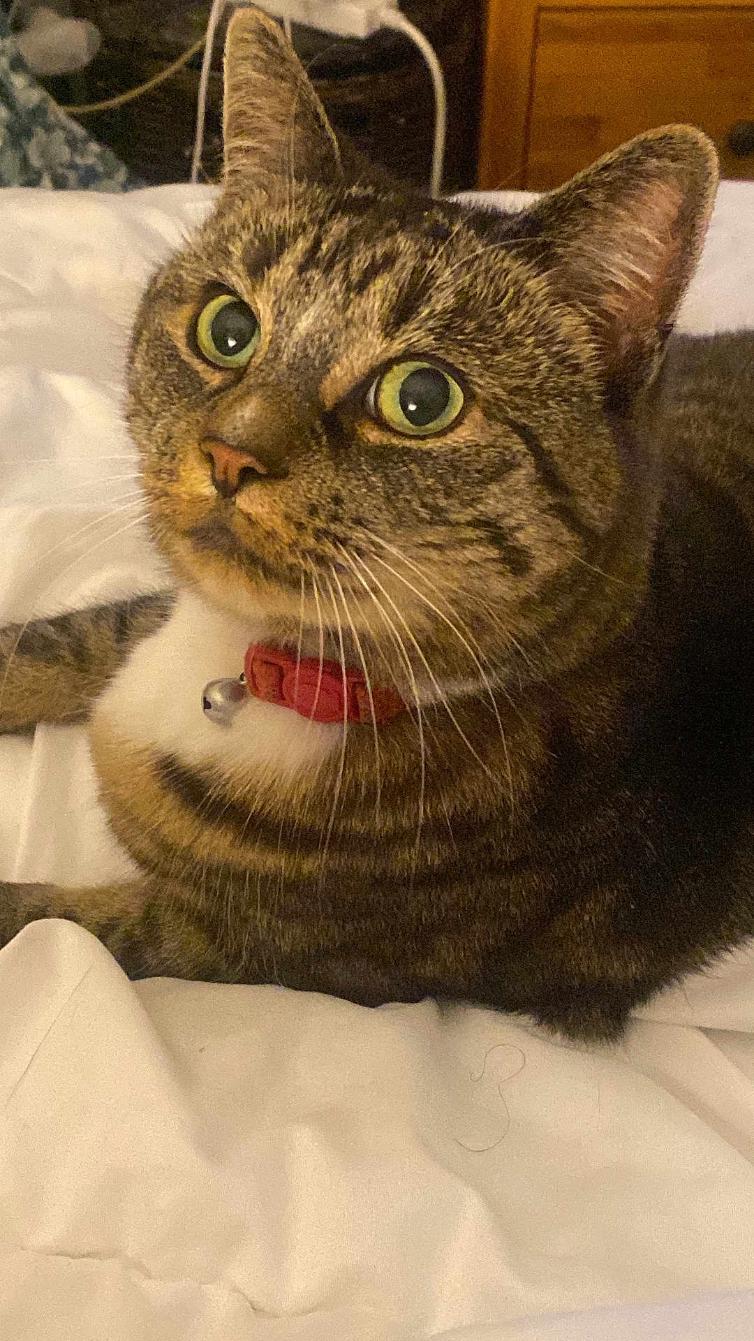 Honey Fluffy Bottom joined the competition — help win amazing prizes! cat, tabby_cat, pet, indoor, close_up, green_eyes, collar, bell, fur, whiskers, bed, white_bedspread, relaxed, animal, mammal, cute, feline, domestic_cat, face, portrait