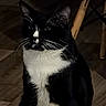 Nice Kitty joined the competition — help win amazing prizes! animal, background, black_and_white, cat, chair_leg, close_up, domestic_cat, ears, feline, fur, household, indoor, moody_lighting, pet, portrait, quiet, sitting, tuxedo_cat, whiskers, wooden_floor