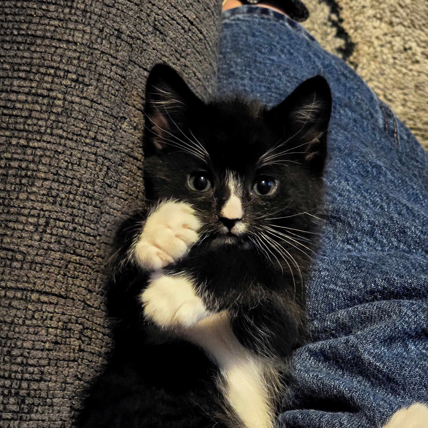 Nice Kitty is registered to the contest to win money with this photo: animal, black_and_white, cat, close_up, cozy, cute, denim, fur, furry, indoor, jeans, kitten, lap, looking_at_camera, paw, pet, relaxed, texture, whiskers, young