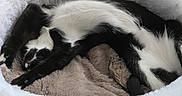 Nice Kitty joined the competition — help win amazing prizes! animal, black_and_white, blanket, cat, comfort, cozy, cute, domestic_cat, feline, fluffy, fur, home, indoor, nap, pet_bed, relaxed, resting, sleeping, soft, stretching