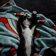 Nice Kitty is registered to the contest to win money with this photo: animal, black_and_white, blanket, cat, collar, comfort, cozy, cute, feline, furry, home, indoor, lying_down, nap, paws, pet, relaxed, resting, soft_texture, stretching