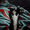 animal, black_and_white, blanket, cat, collar, comfort, cozy, cute, feline, furry, home, indoor, lying_down, nap, paws, pet, relaxed, resting, soft_texture, stretching