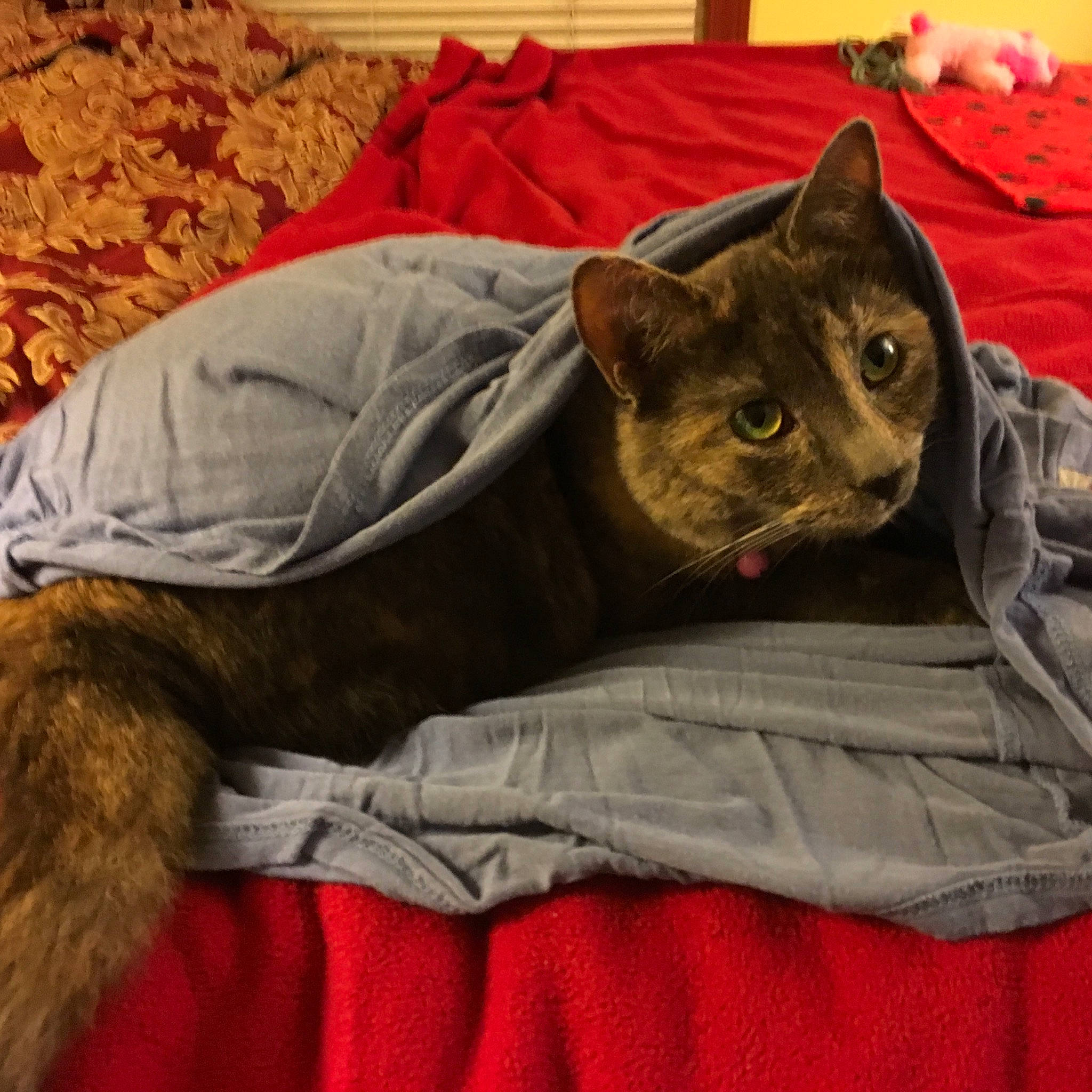 Cleo Cash is registered to the contest to win money with this photo: bed, bedding, black_cat, carnivore, cat, cat_bed, cat_supply, comfort, domestic_short_haired_cat, fawn, felidae, fur, grey, linens, nap, sitting, small_to_medium_sized_cats, snout, tail, whiskers