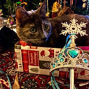 Cleo Cash joined the competition — help win amazing prizes! basket, carnivore, cat, christmas, christmas_decoration, christmas_eve, christmas_ornament, christmas_tree, domestic_short_haired_cat, event, fashion_accessory, felidae, fur, holiday, jewellery, ornament, pattern, present, small_to_medium_sized_cats, whiskers