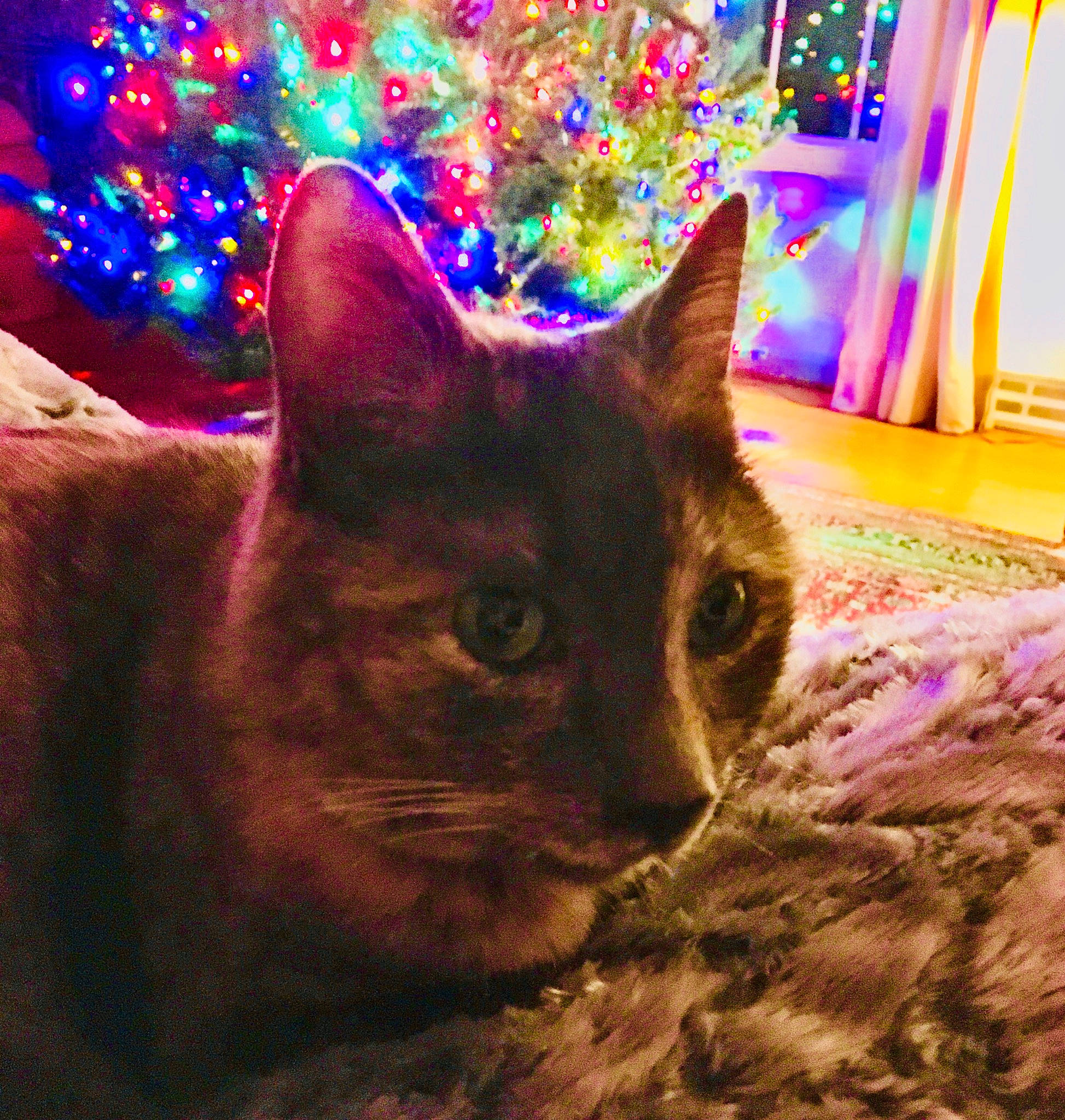 Cleo Cash is registered to the contest to win money with this photo: carnivore, cat, christmas, christmas_decoration, christmas_ornament, christmas_tree, decoration, domestic_short_haired_cat, event, fawn, felidae, fur, light, plant, purple, small_to_medium_sized_cats, snapshot, snout, whiskers, window