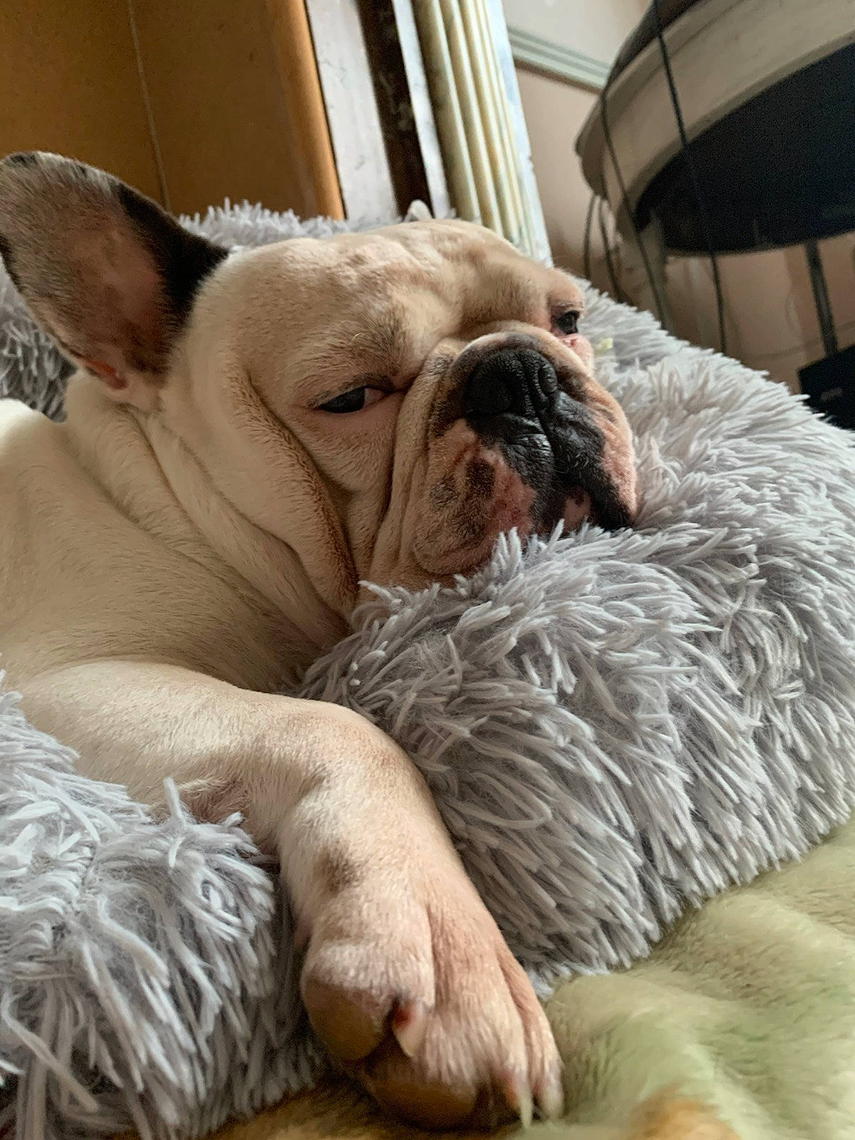 Bruno participe au concours pour gagner de l'argent avec cette photo : british_bulldogs, bulldog, canidae, carnivore, companion_dog, dog, dog_breed, fawn, french_bulldog, mammal, nap, non_sporting_group, nose, old_english_bulldog, skin, snout, toy_bulldog, vertebrate, white_english_bulldog, wrinkle