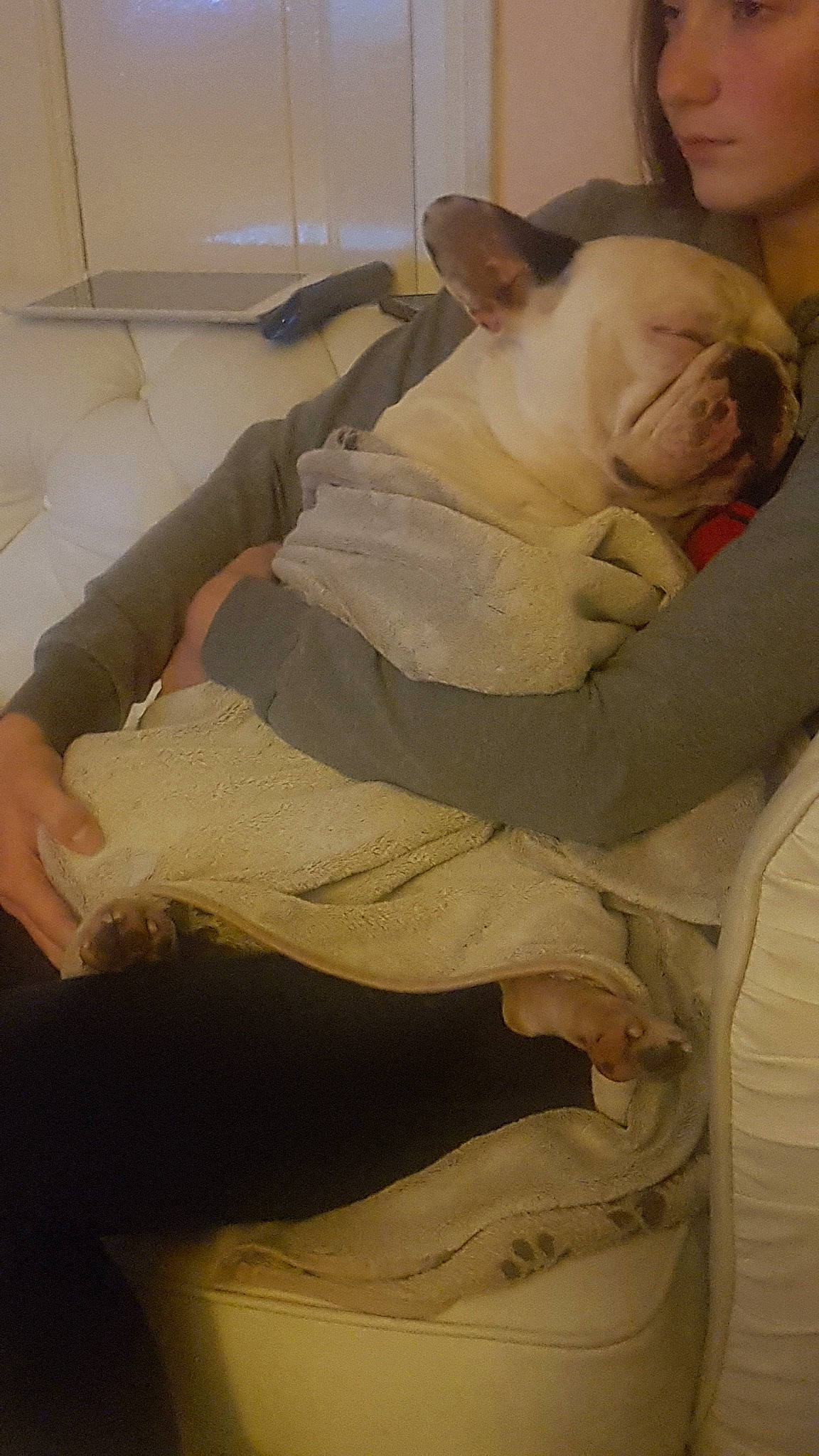 Bruno participe au concours pour gagner de l'argent avec cette photo : abdomen, american_bulldog, bulldog, canidae, carnivore, companion_dog, dog_breed, ear, fawn, nap, non_sporting_group, sleep
