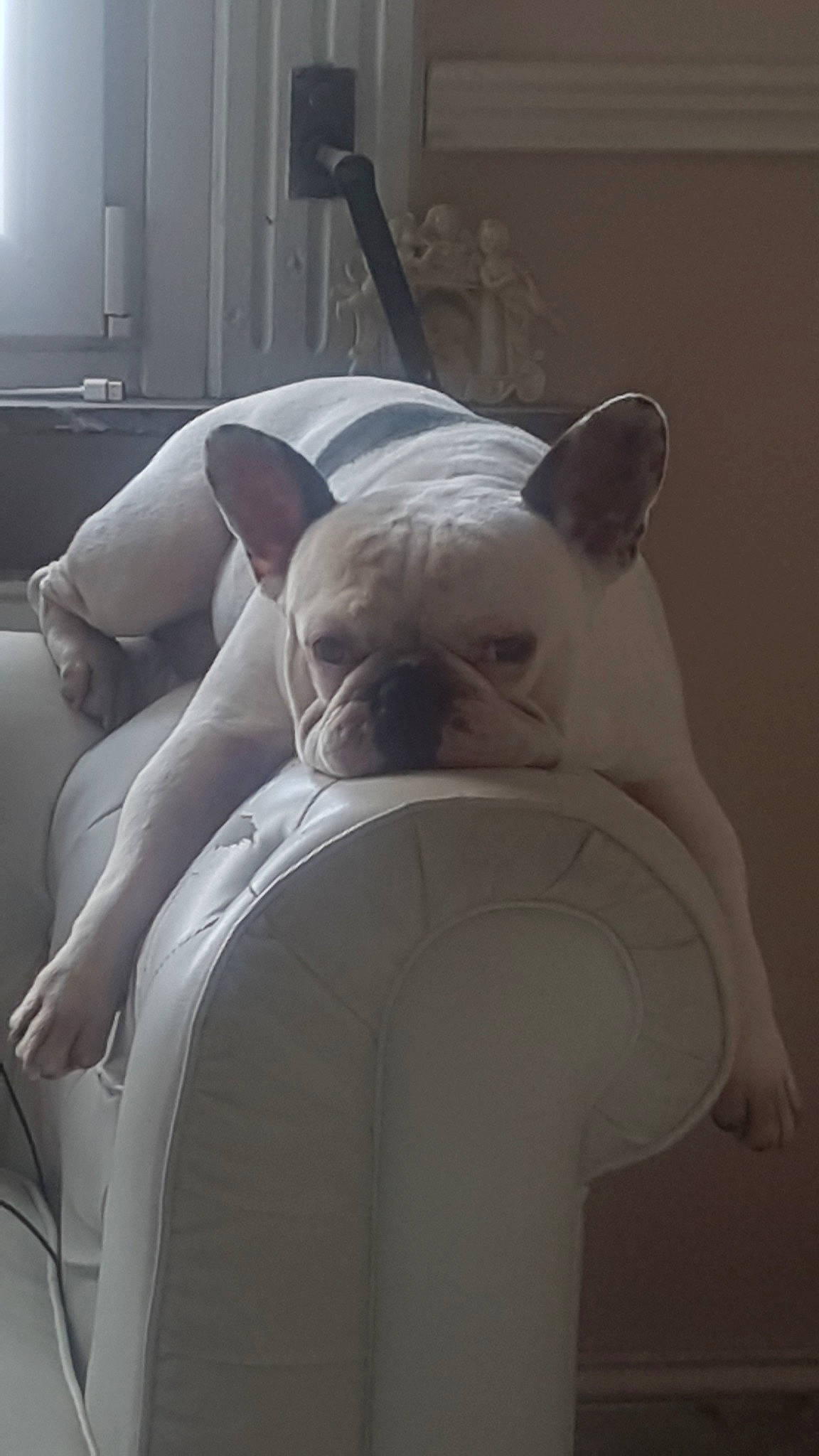 Bruno participe au concours pour gagner de l'argent avec cette photo : american_bulldog, bulldog, canidae, carnivore, companion_dog, dog, dog_breed, ear, fawn, french_bulldog, non_sporting_group, old_english_bulldog, pug, skin, snout, toy_bulldog, toy_dog