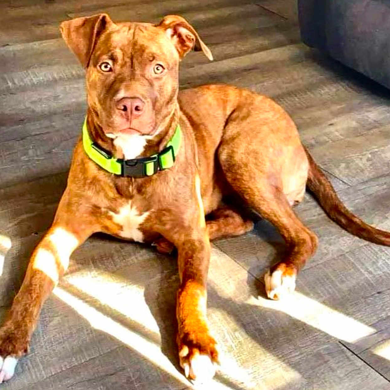 Luna joined the competition — help win amazing prizes! accessories, animal, bostonbull, boxer, bulldog, canine, couch, dog, frenchbulldog, furniture, hardwood, hound, husky, labradorretriever, pet, pitbull, puppy, snout, stainedwood, wood