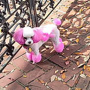 Chief Wilkerson is registered to the contest to win money with this photo: dog, poodle, pink_fur, dyed_fur, pet, outdoor, brick_patio, leaves, fence, black_fence, small_dog, curious, animal, canine, walking, sunlight, shadow, cute, fluffy, groomed