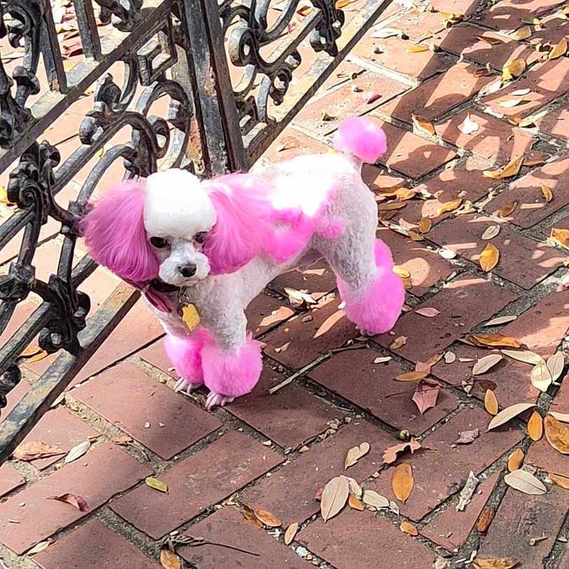 Chief Wilkerson is registered to the contest to win money with this photo: animal, black_fence, brick_patio, canine, curious, cute, dog, dyed_fur, fence, fluffy, groomed, leaves, outdoor, pet, pink_fur, poodle, shadow, small_dog, sunlight, walking