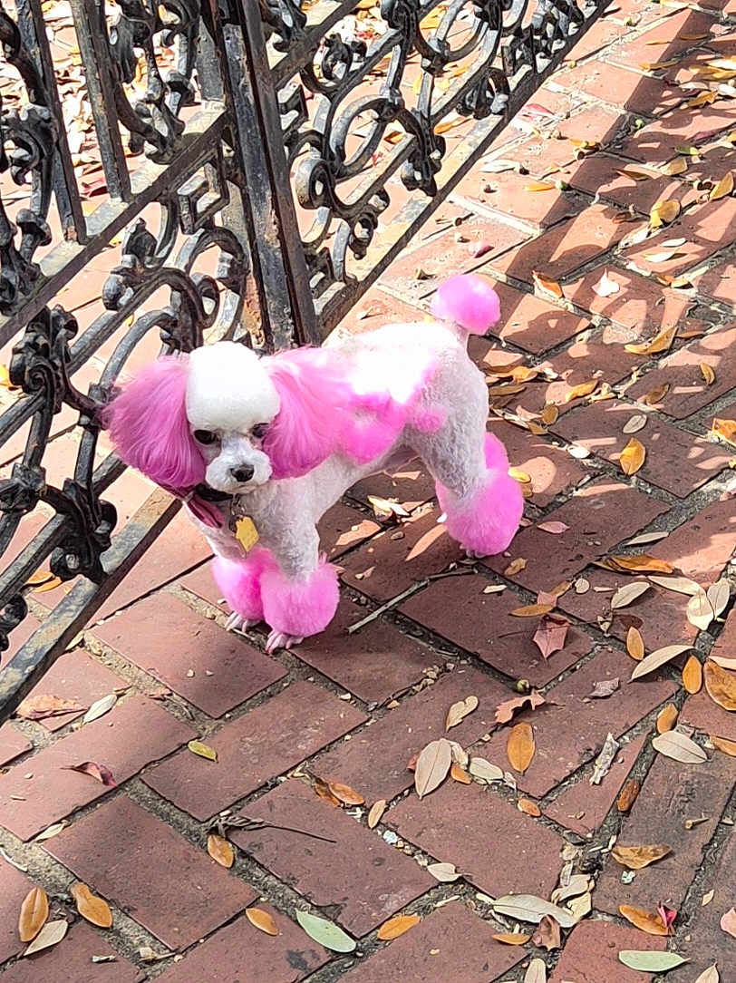 Chief Wilkerson is registered to the contest to win money with this photo: dog, poodle, pink_fur, dyed_fur, pet, outdoor, brick_patio, leaves, fence, black_fence, small_dog, curious, animal, canine, walking, sunlight, shadow, cute, fluffy, groomed