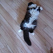 Nala a rejoint le concours — aidez-le/la à gagner de superbes lots ! cat, fluffy, black_and_white, lying_down, wooden_floor, pet, relaxed, indoor, animal, feline, fur, cute, domestic_animal, sprawled, belly_up, paws, tail, resting, cozy, home