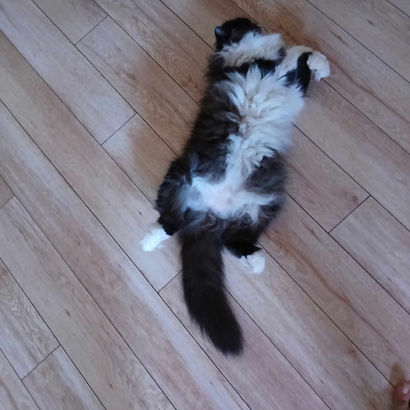 Nala