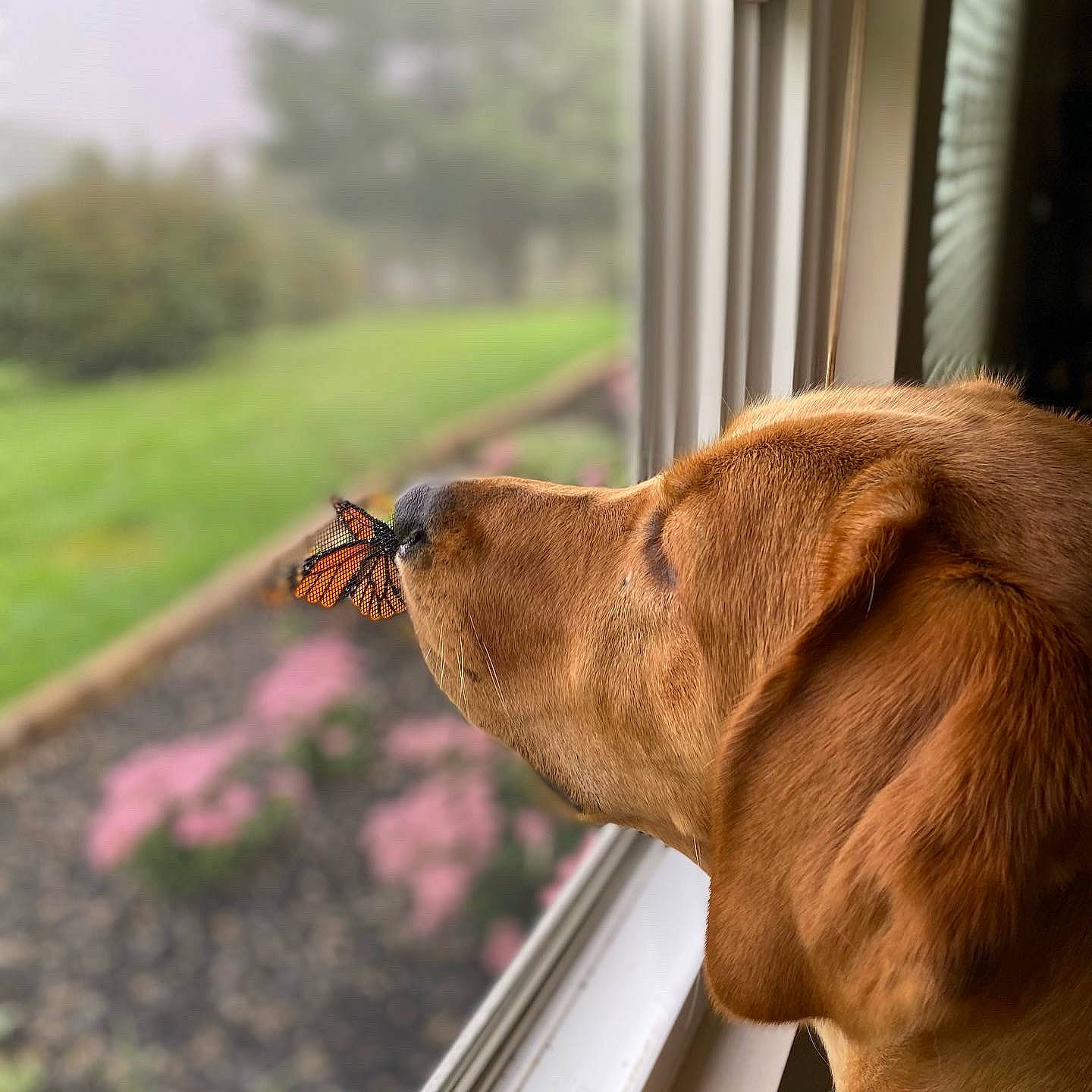 Aladdin joined the competition — help win amazing prizes! arthropod, butterfly, carnivore, collar, companion_dog, dog, dog_breed, dog_collar, fawn, gun_dog, liver, plant, pollinator, snout, sporting_group, tints_and_shades, vehicle_door, whiskers, wood, working_animal