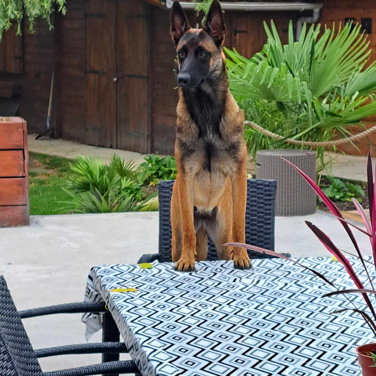 Uriana participe au concours pour gagner de l'argent avec cette photo : animal, architecture, building, canine, chair, dog, flagstone, furniture, germanshepherd, house, housing, nature, path, patio, pet, plant, policedog, pottedplant, slate, walkway