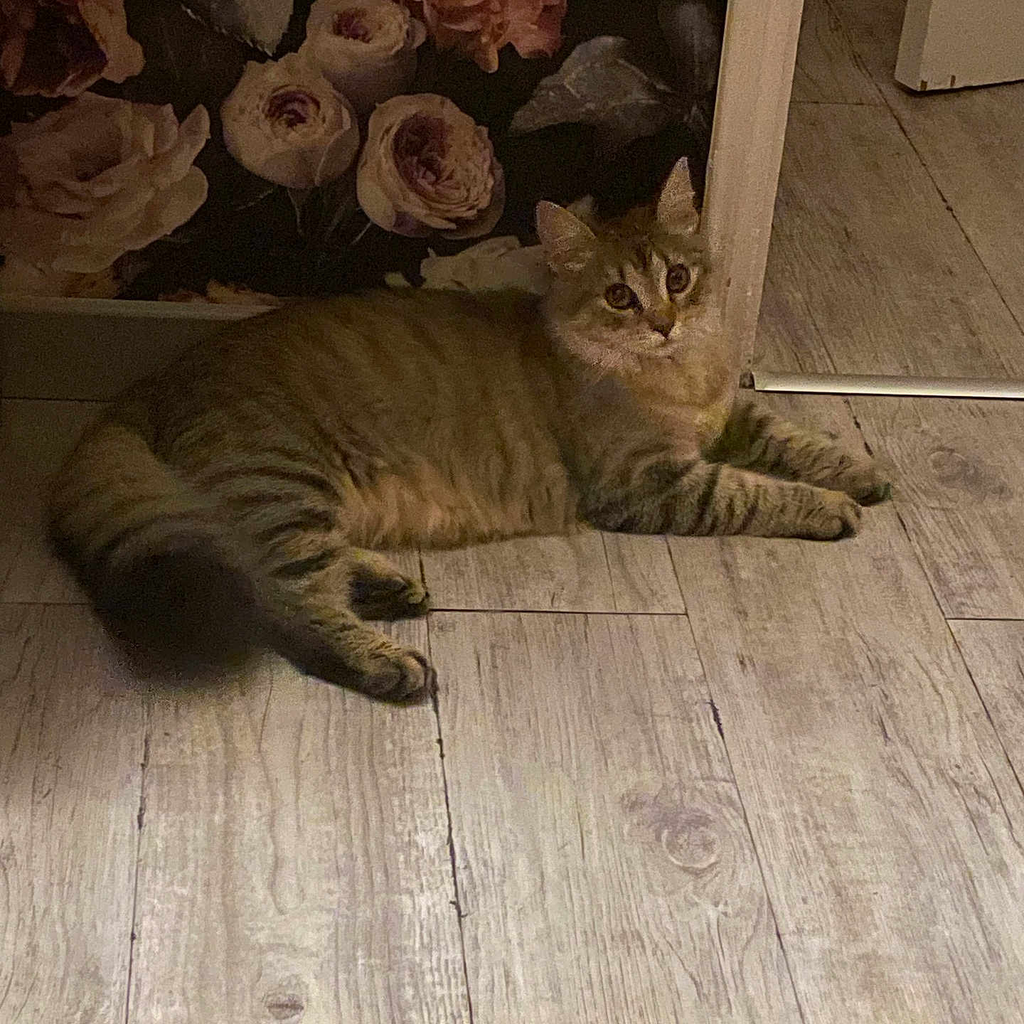 Praline a rejoint le concours — aidez-le/la à gagner de superbes lots ! abyssinian, animal, architecture, building, cat, flower, furniture, hardwood, homedecor, indoors, interiordesign, kitten, manx, pattern, pet, petal, plant, plywood, rose, wood