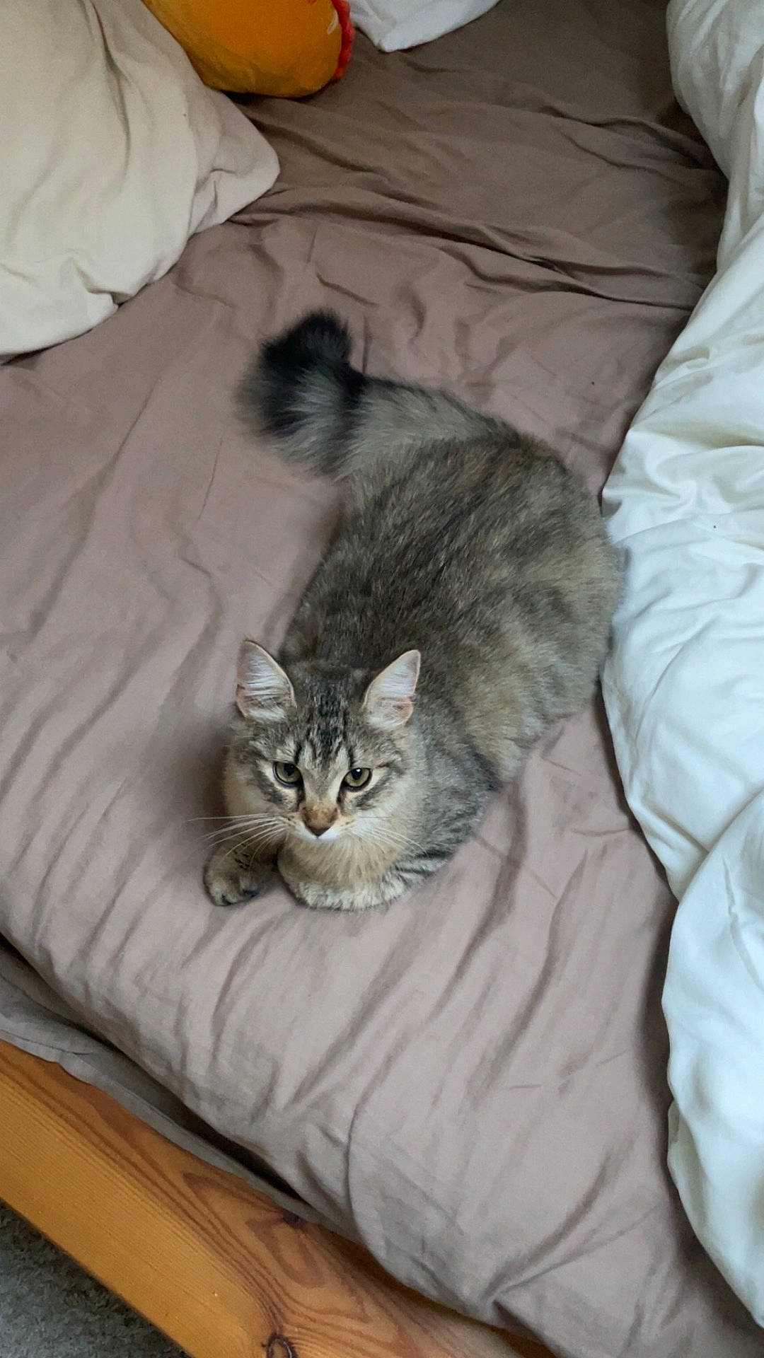 Praline a rejoint le concours — aidez-le/la à gagner de superbes lots ! abyssinian, animal, bed, bedroom, blanket, bread, cat, couch, cushion, food, furniture, hardwood, homedecor, indoors, kitten, linen, manx, pet, room, wood