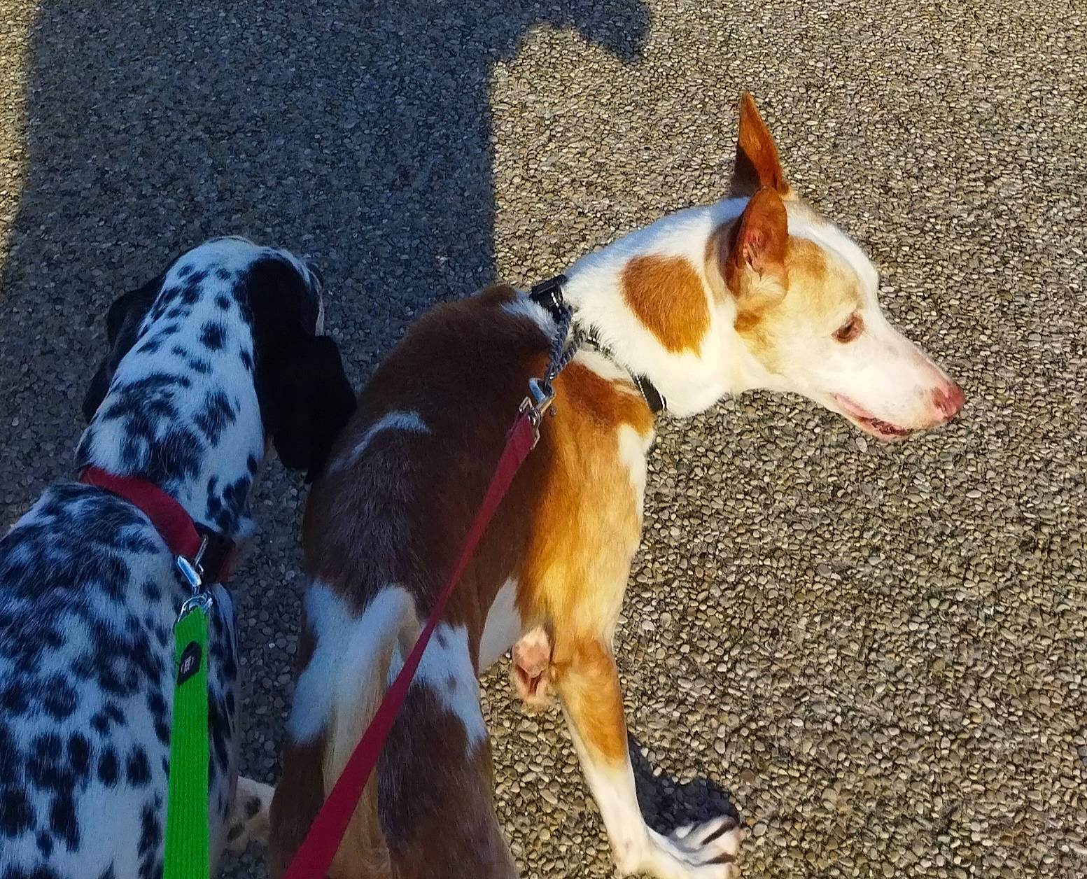 Bobby a rejoint le concours — aidez-le/la à gagner de superbes lots ! ancient_dog_breeds, canidae, carnivore, collar, companion_dog, dog, dog_breed, dog_collar, dog_supply, fawn, herding_dog, hound, hunting_dog, non_sporting_group, snout, sporting_group, tail, terrestrial_animal, working_animal, working_dog