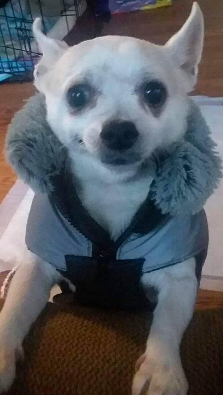 Mello joined the competition — help win amazing prizes! ancient_dog_breeds, canidae, carnivore, companion_dog, dog, dog_breed, dog_supply, fawn, fur, non_sporting_group, snout, sporting_group, tail, terrestrial_animal, toy_dog, volpino_italiano, whiskers, white, working_animal