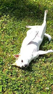 Mello is registered to the contest to win money with this photo: carnivore, claw, companion_dog, dog_breed, felidae, fur, goats, grass, grassland, groundcover, livestock, non_sporting_group, pasture, paw, plant, tail, terrestrial_animal, vertebrate, whiskers, working_animal