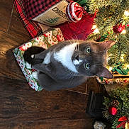 Bootsie joined the competition — help win amazing prizes! carnivore, cat, christmas, christmas_decoration, christmas_ornament, christmas_tree, conifer, event, evergreen, fawn, felidae, holiday, holiday_ornament, ornament, plant, small_to_medium_sized_cats, tail, tree, whiskers, wood