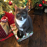 Mollie is registered to the contest to win money with this photo: cat, gray_cat, white_cat, christmas_tree, christmas_lights, gift, present, holiday, festive, ornaments, wooden_floor, decorations, indoor, pet, animal, christmas_decor, tree_skirt, pine_cones, red_baubles, holiday_spirit
