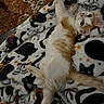 kitten, cat, orange_and_white, fluffy, blanket, patterned_blanket, black_cat_pattern, stars, indoor, pet, animal, cute, lying_down, playful, fur, whiskers, ears, tail, wide_eyes, cozy