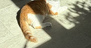Thorne is registered to the contest to win money with this photo: cat, orange_and_white, sunlight, shadow, floor, tile, relaxation, indoor, pet, animal, sleeping, cute, whiskers, ears, tail, domestic_cat, feline, sunbeam, resting, cozy