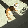 cat, orange_and_white, sunlight, shadow, floor, tile, relaxation, indoor, pet, animal, sleeping, cute, whiskers, ears, tail, domestic_cat, feline, sunbeam, resting, cozy