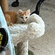 Thorne joined the competition — help win amazing prizes! kitten, cat, orange_and_white, fluffy, cat_tree, carpet, indoor, pet, animal, curious, feline, chair_wheel, cozy, small, cute, resting, playful, young, domestic, fur