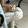 kitten, cat, orange_and_white, fluffy, cat_tree, carpet, indoor, pet, animal, curious, feline, chair_wheel, cozy, small, cute, resting, playful, young, domestic, fur