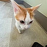 kitten, cat, orange, white, fur, ears, whiskers, floor, tile, indoor, pet, animal, closeup, walking, curious, young, cute, feline, exploring, domestic