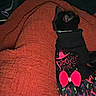 Puma is registered to the contest to win money with this photo: animal, black_cat, blanket, cat, cozy, cute, dim_lighting, halloween, indoor, orange_blanket, pet_clothing, pink_bow, resting, sleeping_cat, snuggled, spooky, sweater, texture, warm, witch_hat_pattern