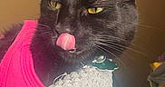 Puma joined the competition — help win amazing prizes! cat, black_cat, pet, tongue_out, pink_clothing, yellow_eyes, whiskers, feline, indoor, blanket, texture, close_up, cute, animal, domestic_animal, fur, collar, tag, resting, soft_lighting
