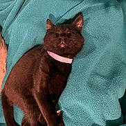 Puma joined the competition — help win amazing prizes! cat, black_cat, orange_cat, collar, sleeping, resting, pet, feline, fur, blanket, teal, cozy, indoor, animal, cute, relaxed, companion, domestic, soft, lying_down