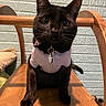 Puma joined the competition — help win amazing prizes! cat, black_cat, pet, indoor, chair, wooden_chair, collar, tag, curious_eyes, purple_shirt, feline, looking_at_camera, close_up, animal, domestic_cat, whiskers, ears, paw, tail, home