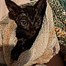 Grimm is registered to the contest to win money with this photo: cat, black_cat, towel, wrapped, cozy, ears, eyes, indoor, fabric, pattern, closeup, pet, animal, curious, snug, soft, cute, resting, domestic_cat, feline