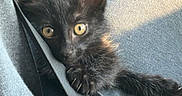 Grimm joined the competition — help win amazing prizes! kitten, black_cat, car_interior, seatbelt, curious, sunlight, pet, animal, feline, claws, yellow_eyes, car_seat, adventure, indoor, closeup, young_animal, cute, fur, paw, resting