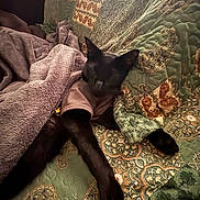 Grimm is registered to the contest to win money with this photo: cat, black_cat, blanket, quilt, patterned_fabric, sleeping, resting, cozy, indoor, pet, animal, soft_texture, fur, paw, laid_back, comfort, relaxation, home, furniture, warm