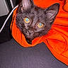 Grimm joined the competition — help win amazing prizes! cat, kitten, black_cat, orange_clothing, sleeve, curious, pet, indoor, cute, fur, whiskers, eyes, cozy, closeup, animal, domestic_animal, portrait, snug, soft_texture, young