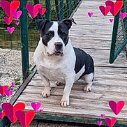 Lilith participe au concours pour gagner de l'argent avec cette photo : dog, black_and_white, pet, animal, portrait, sitting, outdoor, wooden_bridge, footbridge, fence, walkway, heart_shapes, romantic, cute, bulldog, muscular, short_coat, white_fur, black_fur, nature