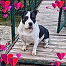 dog, black_and_white, pet, animal, portrait, sitting, outdoor, wooden_bridge, footbridge, fence, walkway, heart_shapes, romantic, cute, bulldog, muscular, short_coat, white_fur, black_fur, nature