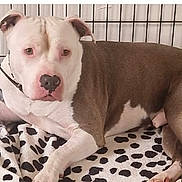 Kenzo participe au concours pour gagner de l'argent avec cette photo : dog, pit_bull, pet, animal, crate, kennel, blanket, bedding, lying_down, sitting, indoors, home, brown_and_white, short_hair, collar, pink_nose, looking_at_camera, relaxed, cute, portrait
