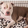 dog, pit_bull, pet, animal, crate, kennel, blanket, bedding, lying_down, sitting, indoors, home, brown_and_white, short_hair, collar, pink_nose, looking_at_camera, relaxed, cute, portrait