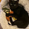 Desmond Dekker joined the competition — help win amazing prizes! black_cat, cat, pet_bed, stuffed_toy, toy, cozy, indoor, fur, animal, feline, cute, relaxed, looking, clutching, bed, soft, comfort, domestic, whiskers, ears