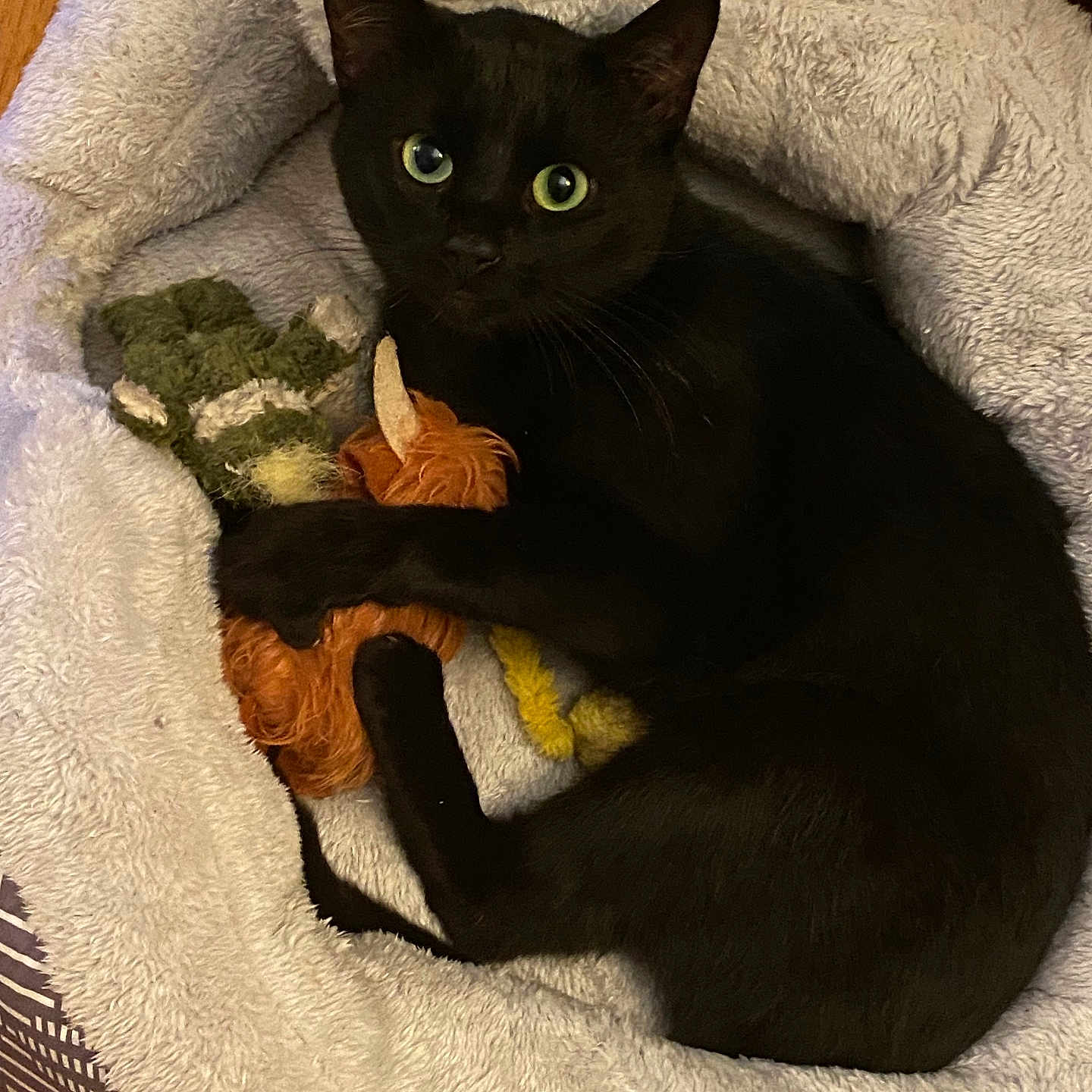 Desmond Dekker joined the competition — help win amazing prizes! black_cat, cat, pet_bed, stuffed_toy, toy, cozy, indoor, fur, animal, feline, cute, relaxed, looking, clutching, bed, soft, comfort, domestic, whiskers, ears