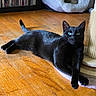 cat, black_cat, indoor, wooden_floor, pet_bed, scratching_post, green_eyes, relaxed, stretching, furniture, cozy, animal, fur, domestic_cat, pet, household, flooring, resting, cute, companion