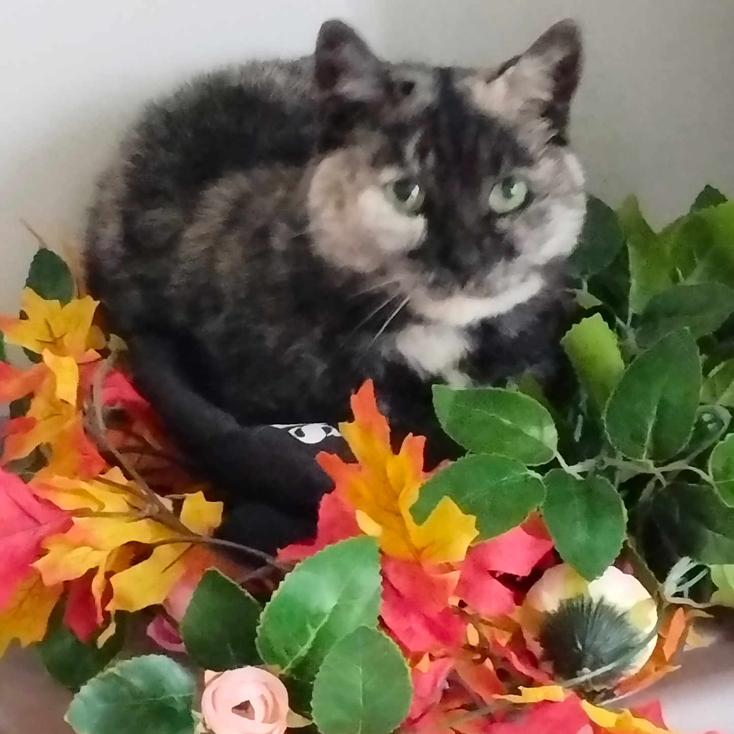 Poupette a rejoint le concours — aidez-le/la à gagner de superbes lots ! artificial_flowers, autumn_leaves, cat, closeup, colorful, cozy, curious, cute, decor, feline, floral_arrangement, green_eyes, indoor, leaf, nature_imitation, pet, plant, resting, soft_focus, tortoiseshell